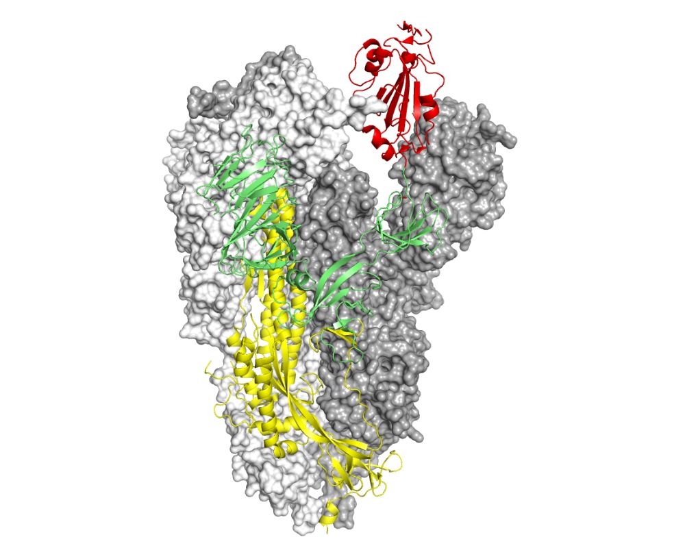 Structural biology for SARSCoV2 the Spike protein